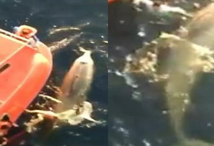 Menyelamatkan Raksasa Laut